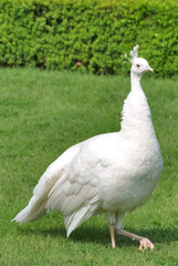 pavone bianco