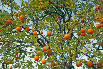 tangerine tree