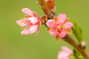 Close up of pink peach tree flowers in blossom
