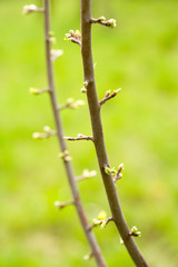 Close-up of plum tree branches with buds almost blooming