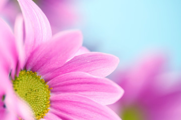 pink chrysanthemum