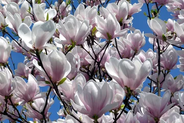 Photo sur Plexiglas Magnolia Magnolias Magnolias