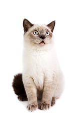 Wonder cat
