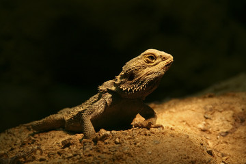 Lizard
