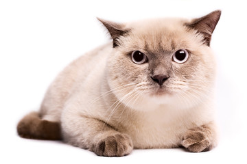 British Shorthaired Cat