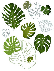 set of philodendron leaves