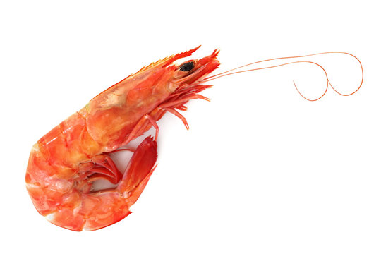 Single Shrimp