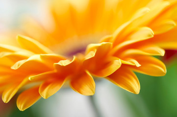 Fototapeta premium Closeup photo of yellow daisy-gerbera