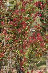 Koreanischer Fr&uuml;hling