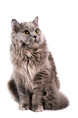 British Longhair Cat
