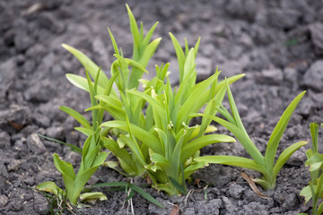 Obraz premium New life