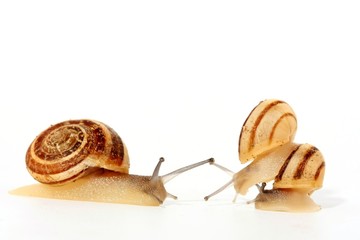 snails