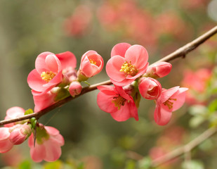 Fototapeta na wymiar Spring Blossom
