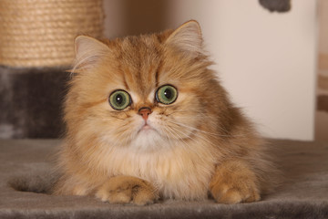 portrait de chat persan golden shaded ayx yeux verts de face