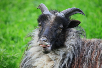 Heidschnucken auf der Weide