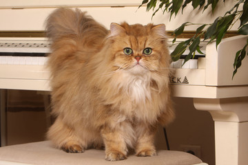 chat persan golden debout sur tabouret de piano,plante