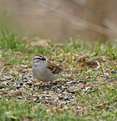 Chipping Sparrow