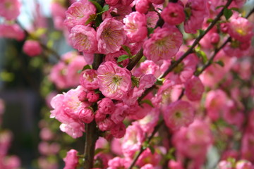 Fototapeta na wymiar Migdałowe drzewo kwiaty (Prunus triloba)