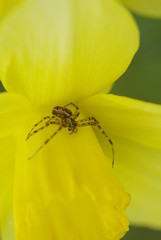 水仙の花とメガネドヨウグモ