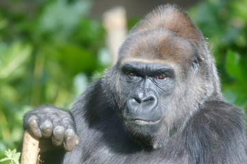 Western Lowland Gorillas