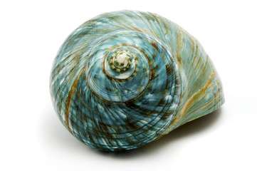 Blue Sea Shell
