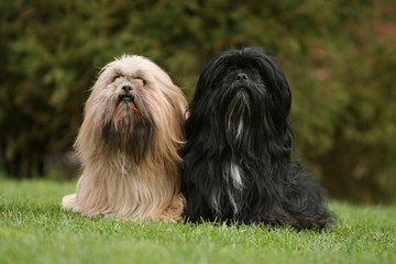 couple de lhassa apso adultes assis de face