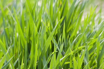 Grass is Greener