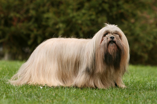 lhassa apso adulte de profil soigneusement bross&eacute;