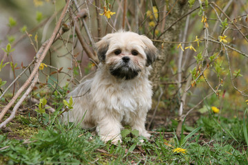 petit lhassa apso de face assis sagement à la campagne