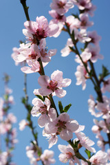 Fototapeta na wymiar Kwitnące drzewa brzoskwini