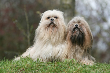 couple de lhassa apso ensemble assis de face