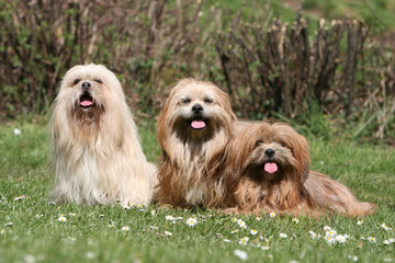 trio de lhassa apso ensemble tirant la langue