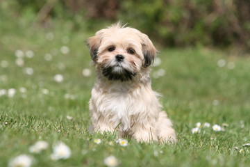 Naklejka na ściany i meble Lhasa apso adorable puppy twarz siedzi na wsi