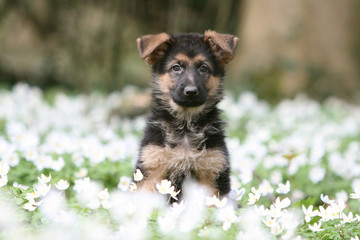 mignon chiot berger allemand assis de face dans les fleurs © Dogs