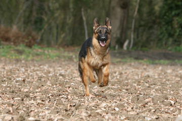 heureux berger allemand courant de face