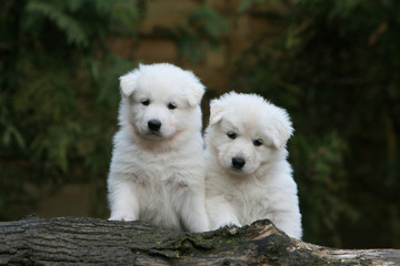 deux chiots bergers blancs suisses assis à la campagne