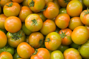 tomatoes