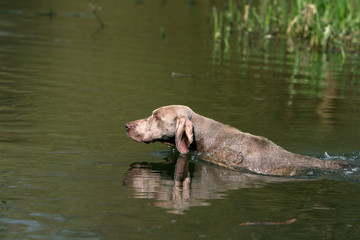 Fototapeta premium braque de weimar nageant dans une rivière de profil