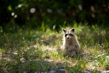 Wild racoon in Key West Florida USA