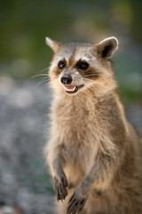 Wild racoon in Key West; Florida; USA