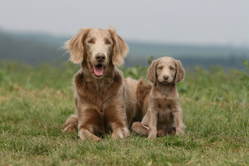 mère et chiot braques de weimar ensemble à la campagne © Dogs