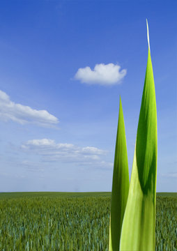 Feld mit Grashalm