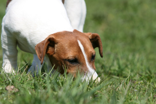 jack russel terrier adulte flairant une piste en gros plan
