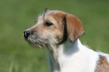 profil du jack russel terrier adulte attentif de profil
