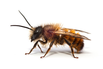 abeille vie pollution insecte antenne miel survie
