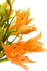Fototapeta na wymiar bouquet of orange lilies against white background
