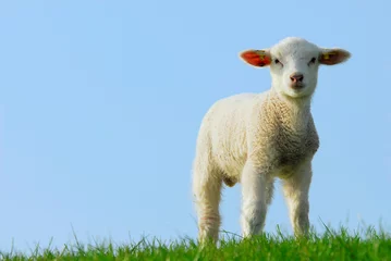 Foto auf Acrylglas Schaf süßes Lamm im Frühling
