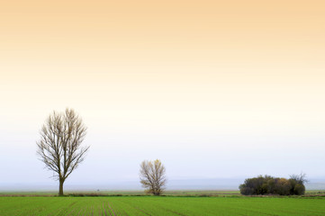 Fototapeta na wymiar trzy drzewa