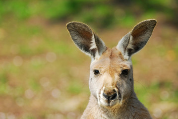beau kangourou