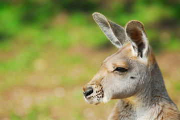 beautiful kangaroo